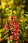 Angelonia, red