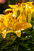 Lilium, yellow