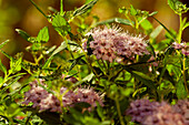 Spiraea japonica