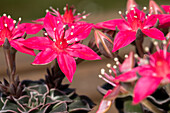 Graptopetalum bellum