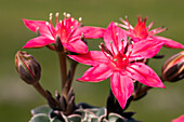 Graptopetalum bellum