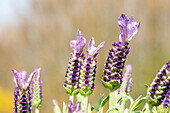 Lavandula stoechas