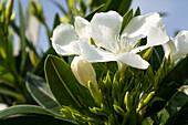 Nerium oleander, white