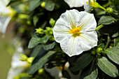 Solanum rantonnetii, white