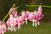 Dicentra spectabilis