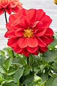 Dahlia x hortensis, rot