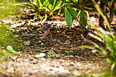 Chaffinch