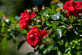 Beet rose, red