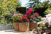 Pentas lanceolata, Dianthus caryophyllus