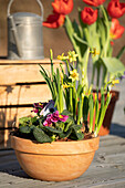 Flower bowl with primroses and daffodils