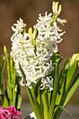 Hyacinthus orientalis, white