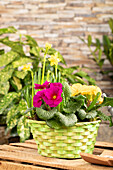Planting basket with primroses and daffodils