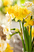 Easter ambience with daffodils