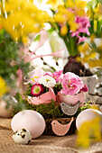 Easter ambience with Bellis