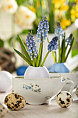 Easter ambience with muscari