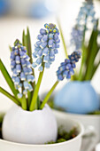 Easter ambience with muscari