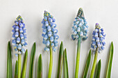 Easter ambience with muscari