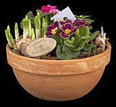 Flower bowl with spring flowers