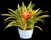 Guzmania, orange