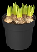 Hyacinthus orientalis