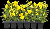 Viola cornuta, yellow