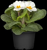 Primula vulgaris, white