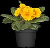 Primula vulgaris, yellow