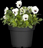 Viola cornuta, white