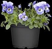 Viola cornuta, blue
