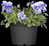 Viola cornuta, blau