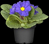 Primula vulgaris, blue