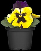 Viola cornuta