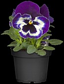 Viola cornuta