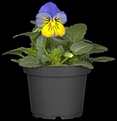 Viola cornuta, yellow-blue