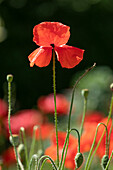 Papaver rhoeas