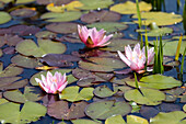 Nymphaea, pink