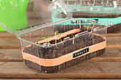 Mini greenhouse