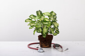 Plant doctor - Stethoscope lying down