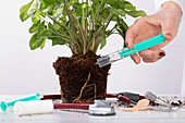 Pflanzendoktor - Stethoskop mit Pflanze und Spritze