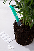 Pflanzendoktor - Pflanze mit Spritze und Tabletten