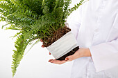 Plant doctor - plant with bandage in hand