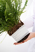 Plant doctor - plant with bandage in hand