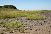 Beach plants