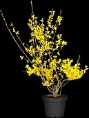 Forsythia intermedia 'Lynwood'