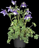 Aquilegia caerulea 'Spring Magic® Navy & White'