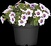 Calibrachoa