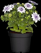 Osteospermum, lila