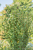 Amelanchier alnifolia 'Obelisk'®