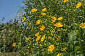 Silphium perfoliatum