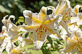 Lilium 'Gold Band'